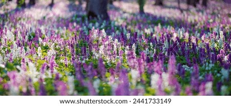 Forest is covered with Corydalis cava flowers in sunny day. Location place Ukraine, Europe. Soft selective focus. Template floral background. Vibrant photo wallpaper. Ecology concept. Beauty of earth.
