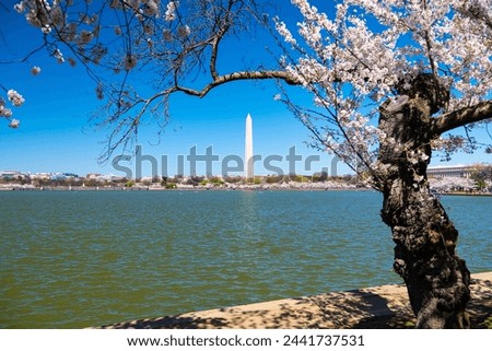 Washington Monument, Tidal Basin and cherry blossom trees in spring, Washington D.C.