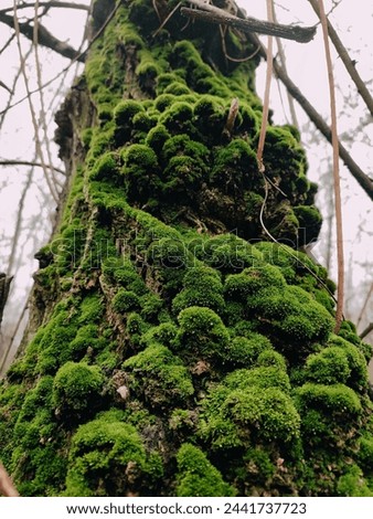 Tree trunk covered with green fluffy moss carpet close up bottom view. Dark forest vibe, natural texture, moss details. Moss pattern, wood, tree, autumn forest, outdoors