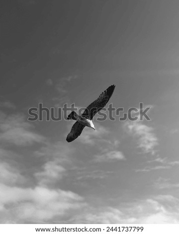 Seagull in the sky, black and white photograph.