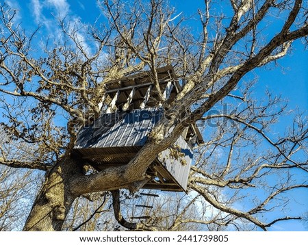 Treehouse in a Bare Tree in Late Winter