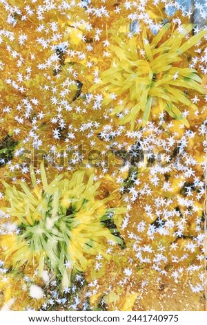 abstract background, natural background, floral, plant based, art, fantasy photo, space plants