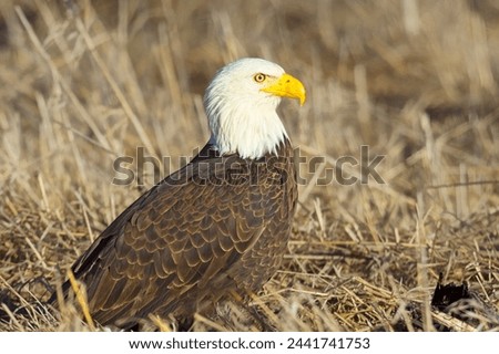 A close up of an American bald eagle resting on the ground in late winter in north Idaho.