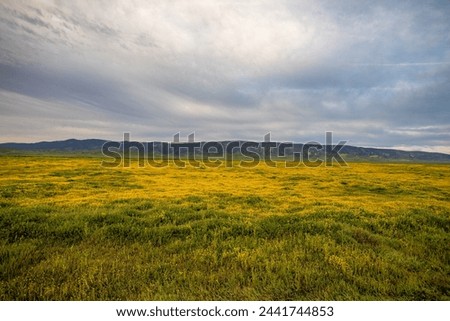 Carrizo Plain Flower bloom in cloudy weather