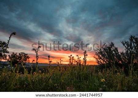 Sunset at Carrizo Plain Flower bloom