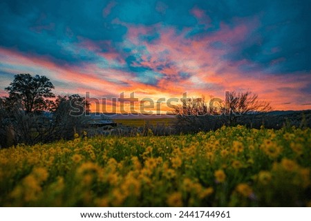 Sunset at Carrizo Plain Flower bloom