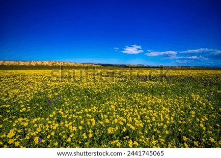 Amazing yellow flowers bloom at Carrizo Plain field