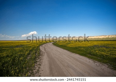 Roads navigating around Carrizo Plain flower field