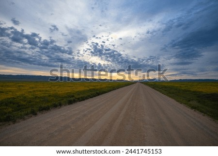 Roads navigating around Carrizo Plain flower field