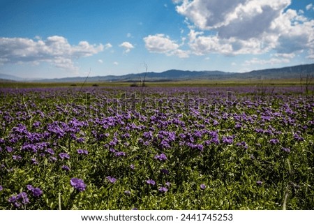 Purple flower blooming at Carrizo Plain field