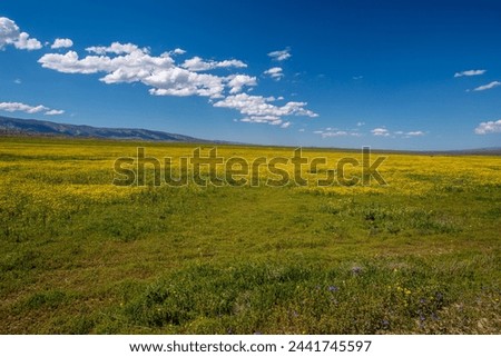 Flowers bloom in Carrizo Plain field