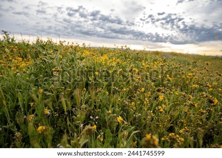 Flowers bloom in Carrizo Plain field