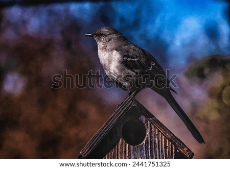 Northern Mockingbird arrives on the backyard deck                               
