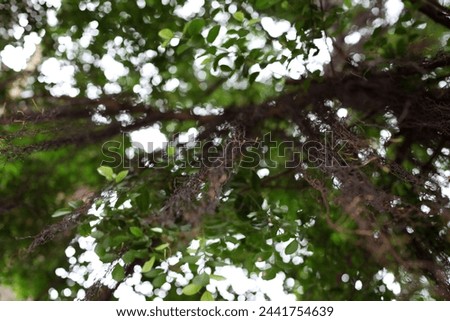 Exterior photo visual view of a jungle tropical tree detail with its green leaves and vines creepers and branches in a forest of a south eas asia country during the day climate exotic weather