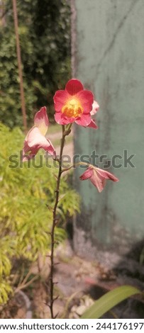 A very close-up of a flower blooming on an orchid bush that blooms near houses in Ceylon 