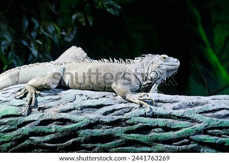 the green iguana, also known as the American iguana or the common green iguana sitting on the tree Royalty-Free Stock Photo #2441763269