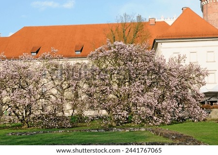 KRAKÓW (KRAKOW), POLAND - March 25, 2024. The extraordinary beauty of blooming magnolias. On the historic Wawel Hill. In the square next to the Krakow Cathedral and the Royal Castle (UNESCO list).