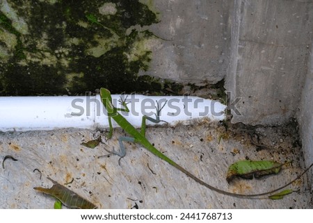 Closeup photo of Chameleon lizard trapped in the yard. Green Javan lizard or Bronchocela Jubata. Animal photography. Animal themes. Selective Focus. Macrophotography. Shot in Macro lens