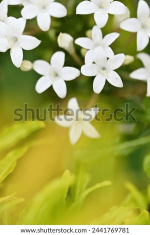 A close-up of white star flowers reveals their unique star-shaped blooms composed of five petals, symbolizing hope, joy, and love.