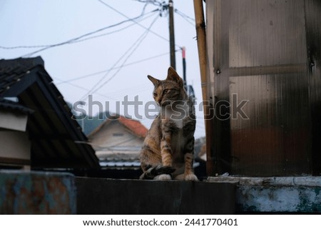 A striped cat is sitting perched on the fence in the yard. Cat with a mixture of brown, white and orange. Animal photography. Animal themes. Selective Focus. Domestic Cat. Shot in Macro lens Royalty-Free Stock Photo #2441770401