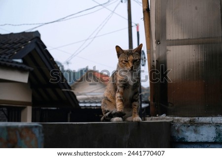 A striped cat is sitting perched on the fence in the yard. Cat with a mixture of brown, white and orange. Animal photography. Animal themes. Selective Focus. Domestic Cat. Shot in Macro lens Royalty-Free Stock Photo #2441770407