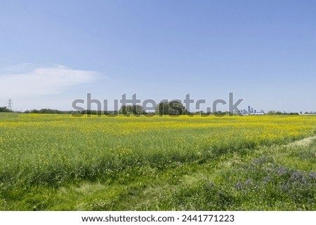 Canola Field in the Summer