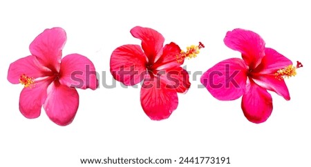three hibiscus flowers on isolated PNG.	
