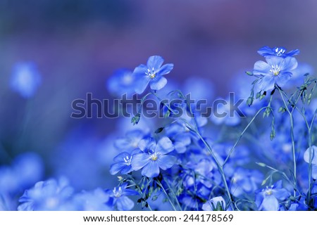 Blue flowers Royalty-Free Stock Photo #244178569