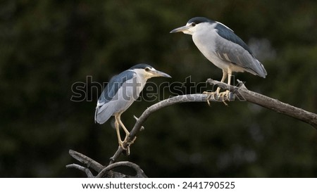 A pair of Night Herons sharing space on a branch Royalty-Free Stock Photo #2441790525