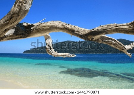 Picture of the sea floor , contrasting branches Photo angle at Rawi Island.