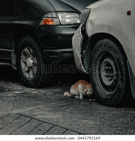 Picture of two cars colliding and a cat gnawing on a bone between the two cars.I
