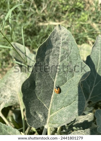 Picture of a very tiny lady bug insect