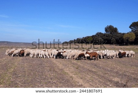 picture of a herd of sheeps in nature