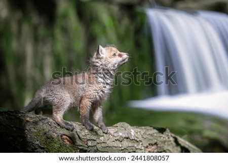 Red fox, vulpes vulpes, small young cub in forest on waterfall background. Cute little wild predators in natural environment. Wildlife scene from nature