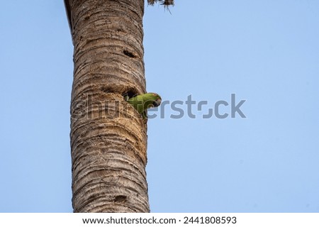 beautiful photograph of red beaked parakeet parrot green bird perched dead tree branch arboreal wildlife photography india Kerala thattekad sanctuary habitat background blur wallpaper isolated staring