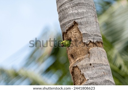 beautiful photograph of red beaked parakeet parrot green bird perched dead tree branch arboreal wildlife photography india Kerala thattekad sanctuary habitat background blur wallpaper isolated staring