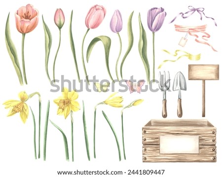Watercolor set of tulips and daffodils, butterflies, crate with gardening tools, ribbons for bouquets. Isolated hand drawn illustration spring flowers. Floral clip art for cards, packaging, sticker.