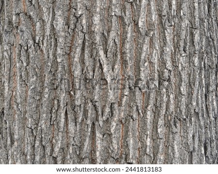 The texture of the bark of an old willow. Detailed bark texture. Natural tree background