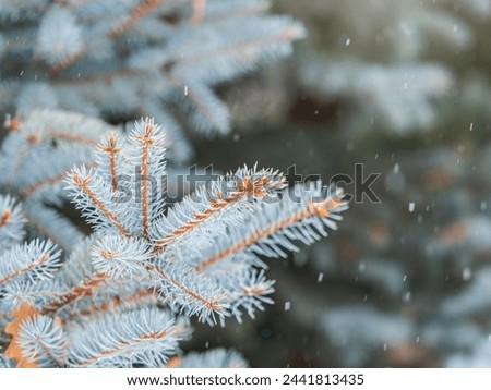 Green fir branches in winter covered with snow. Branches of fir tree as background, closeup. Christmas background. Frosty spruce branches. Outdoor with snowy winter nature. Forest landscape.