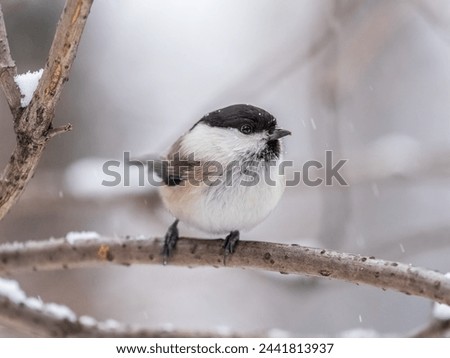 Cute bird The willow tit, song bird sitting on a branch without leaves in the winter. Willow tit perching on tree in winter. The willow tit, lat. Poecile montanus. Royalty-Free Stock Photo #2441813937