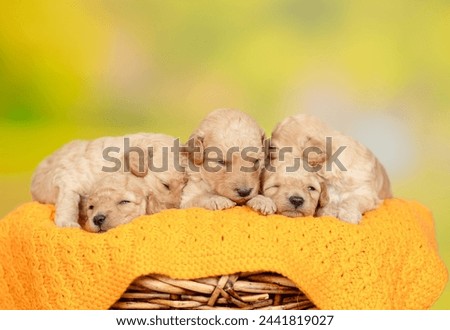 Group of tiny cozy newborn Toy Poodle puppies sleep inside basket.