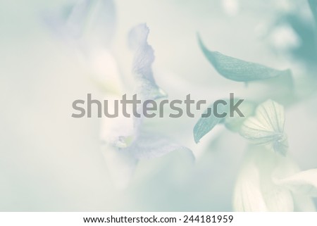 flower on soft sparkle pastel color