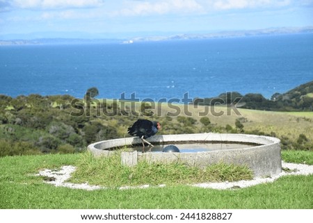 The Pukeko is bathing in the tank in New Zealand Regional Park