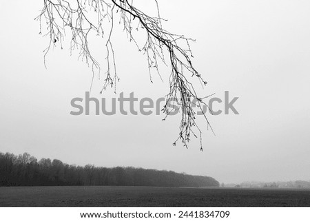 In the foreground of the bare twigs of the tree, in the background field with trees, misty landscape, cold weather, green horizon, natural background for text, black and white photo