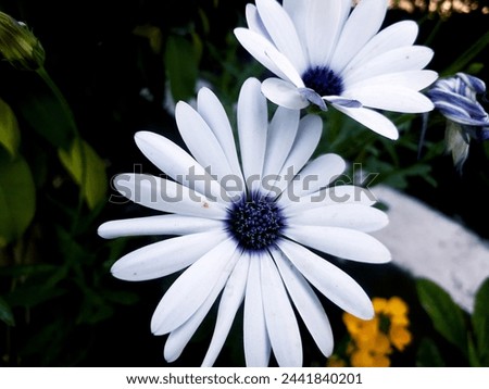 White African Daisy (Dimorphotheca pluvialis) is a plant species native to South Africa but naturalized on disturbed locations along coastal regions of California Royalty-Free Stock Photo #2441840201
