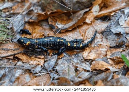 yellow spotted salamander in forest after rainfall