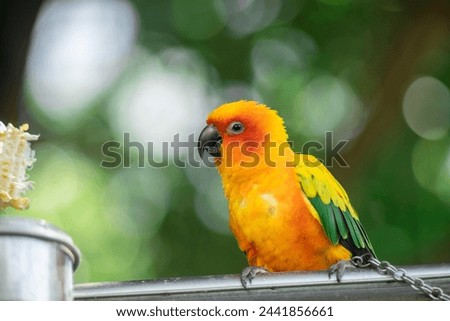 Rainbow lorikeet called Trichoglossus moluccanus perches on a branch in Australia,Close-up of parrot perching against black background,Green cheek conure aviary studio effect shot,