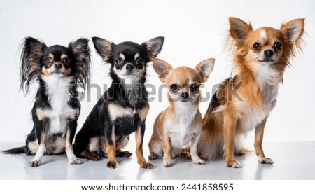 four chihuahua puppy dogs sits isolated on white background, front view looking directly at camera