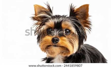 Small Yorkshire terrier Yorkie - Canis lupus familiaris - isolated on white background portrait closeup of face looking at camera Royalty-Free Stock Photo #2441859807