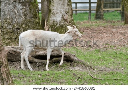albino deer on a ranch into the nature